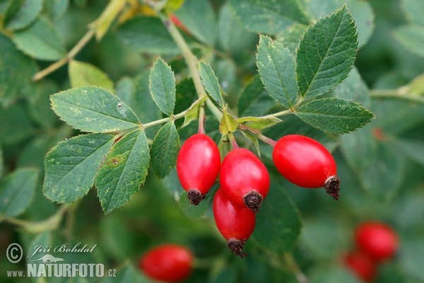 Brier Rose (Rosa canina)