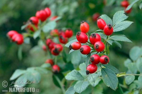 Brier Rose (Rosa canina)