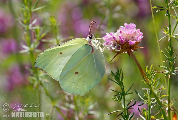 Brimstone butterfly (Gonepteryx rhamni)