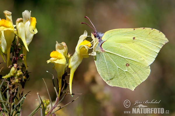 Brimstone butterfly (Gonepteryx rhamni)