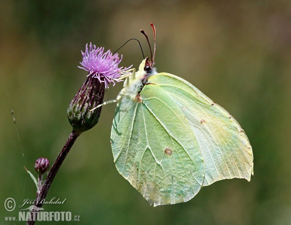 Brimstone butterfly (Gonepteryx rhamni)