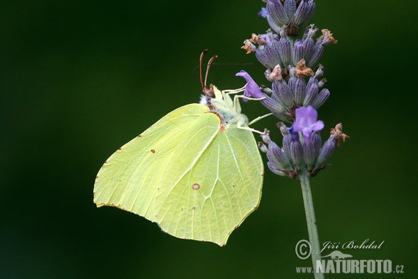 Brimstone butterfly (Gonepteryx rhamni)