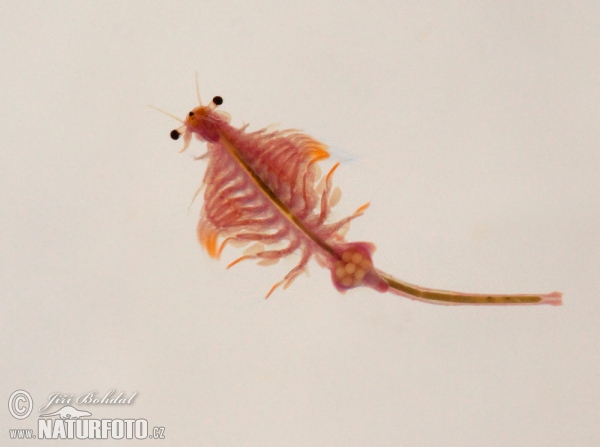 Brine Shrimp (Artemia salina)