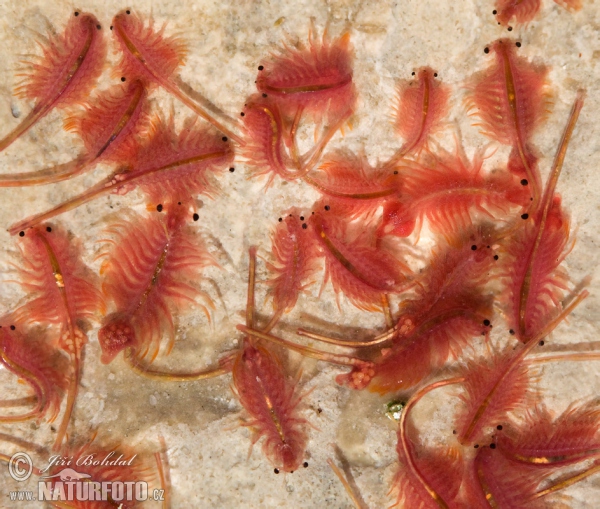 Brine Shrimp (Artemia salina)