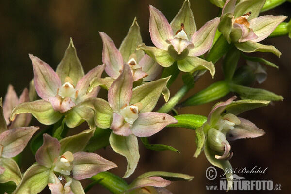 Broad-leaved Helleborine (Epipactis helleborine)