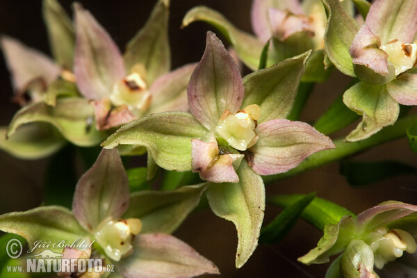 Broad-leaved Helleborine (Epipactis helleborine)