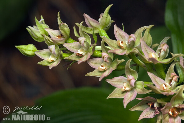 Broad-leaved Helleborine (Epipactis helleborine)