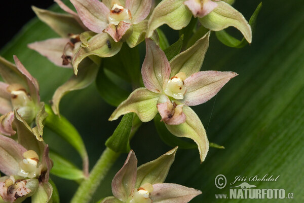 Broad-leaved Helleborine (Epipactis helleborine)