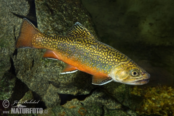 Brook Charr (Salvelinus fontinalis)