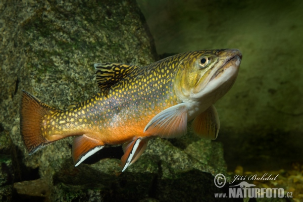 Brook Charr (Salvelinus fontinalis)