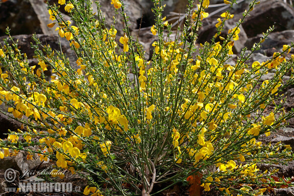 Broom (Sarothamnus scoparius)