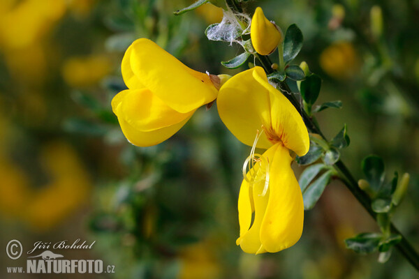 Broom (Sarothamnus scoparius)