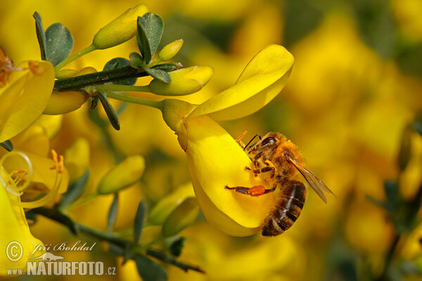 Broom (Sarothamnus scoparius)