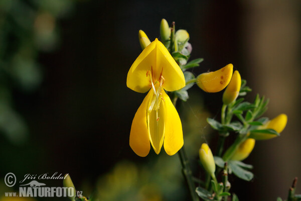 Broom (Sarothamnus scoparius)