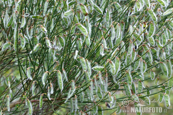 Broom (Sarothamnus scoparius)