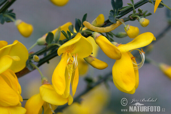 Broom (Sarothamnus scoparius)