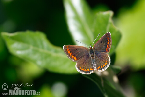 Brown Argus (Aricia agestis)