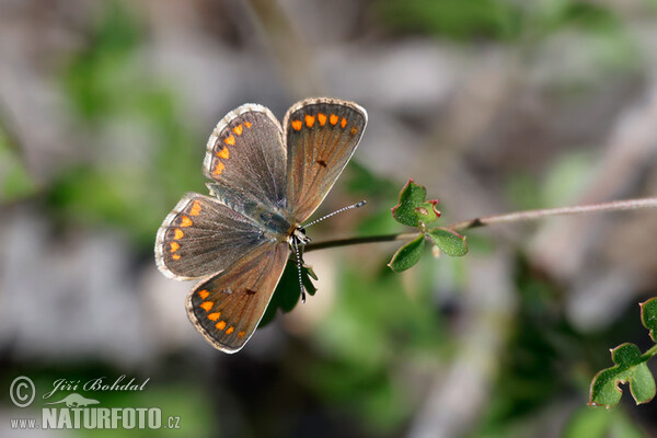 Brown Argus (Aricia agestis)