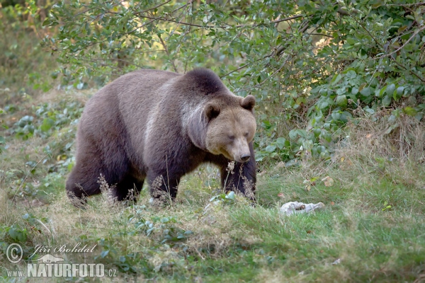 Brown Bear (Ursus arctos)