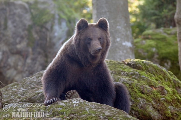 Brown Bear (Ursus arctos)