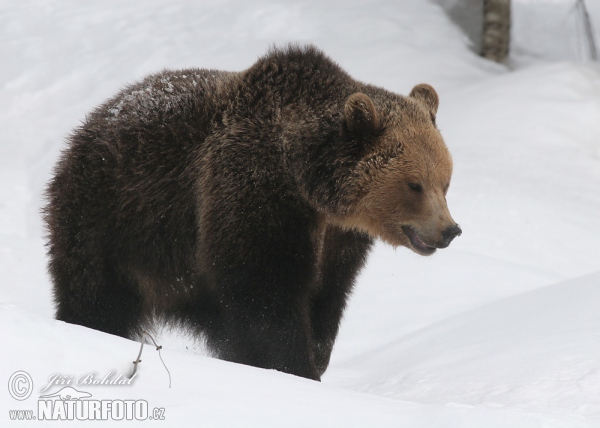 Brown Bear (Ursus arctos)