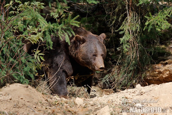 Brown Bear (Ursus arctos)