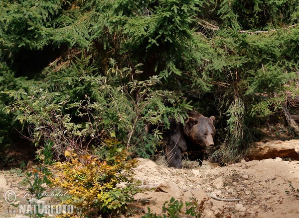 Brown Bear (Ursus arctos)