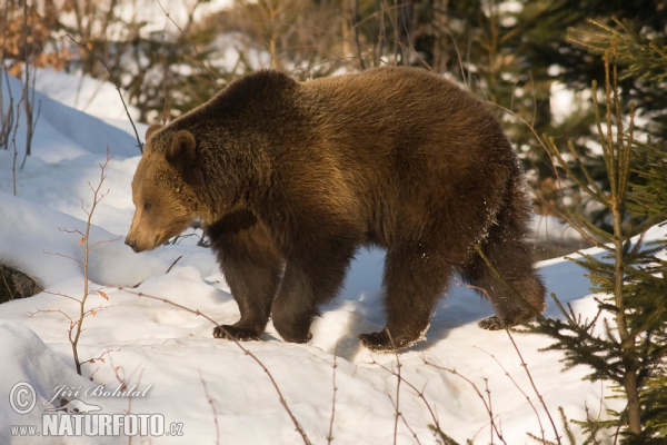 Brown Bear (Ursus arctos)