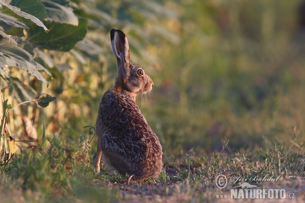 Brown Hare (Lepus europaeus)