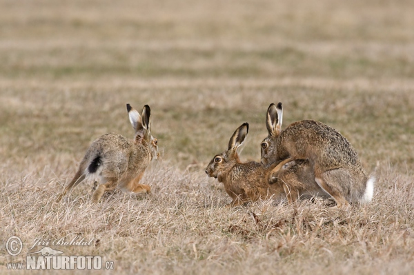 Brown Hare (Lepus europaeus)