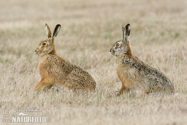 Brown Hare (Lepus europaeus)