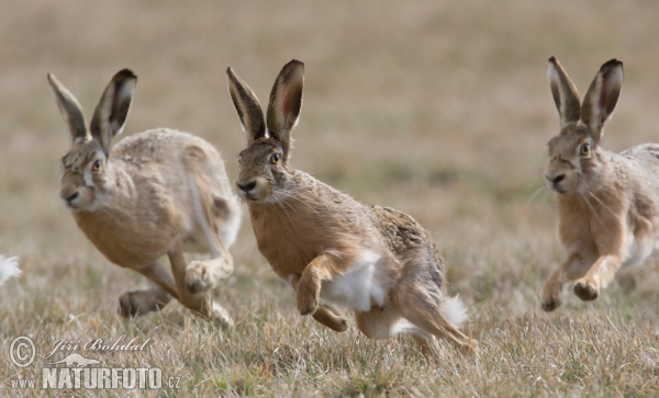 Brown Hare (Lepus europaeus)