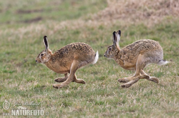 Brown Hare (Lepus europaeus)