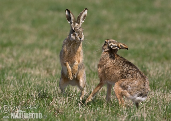 Brown Hare (Lepus europaeus)