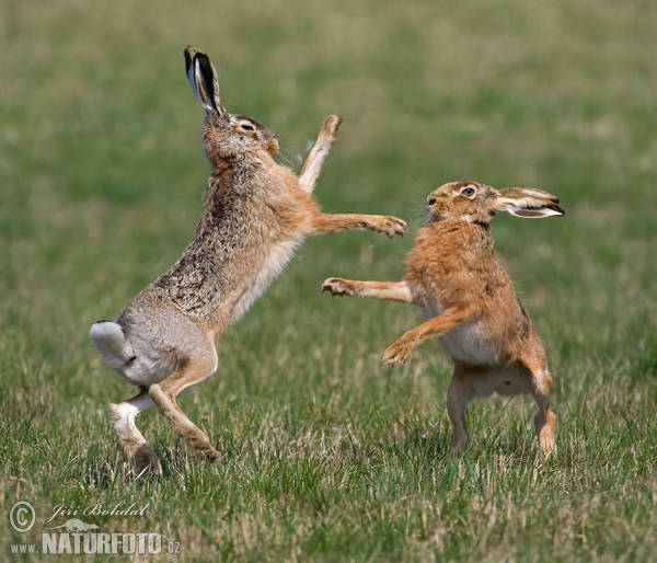 Brown Hare (Lepus europaeus)