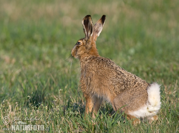 Brown Hare (Lepus europaeus)