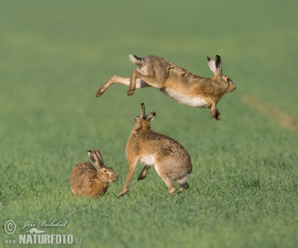 Brown Hare (Lepus europaeus)