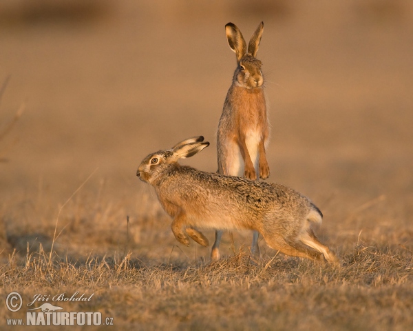 Brown Hare (Lepus europaeus)