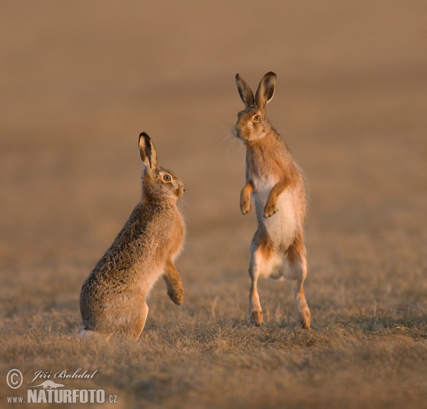 Brown Hare (Lepus europaeus)