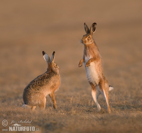 Brown Hare (Lepus europaeus)