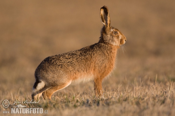 Brown Hare (Lepus europaeus)