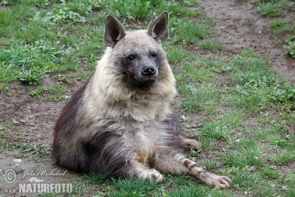 Brown Hyena (Hyaena brunnea)