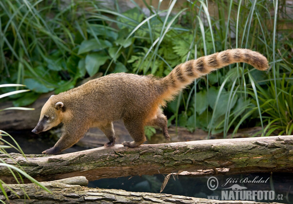 Brown-nosed Coati, South American Coati (Nasua nasua)