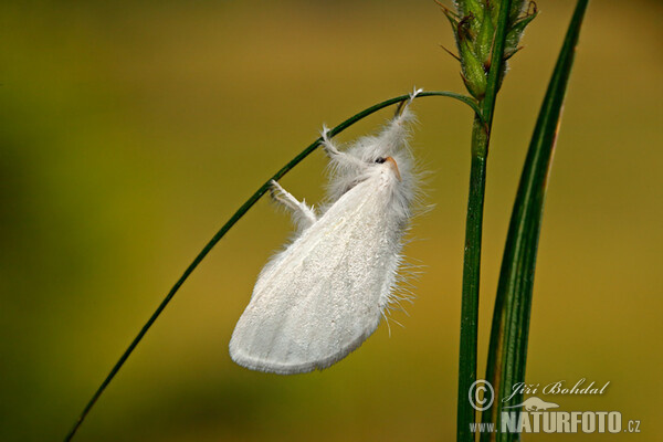 Brown-tail (Euproctis chrysorrhoea)