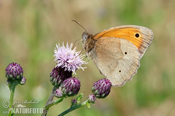 Bruin zandoogje