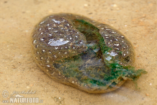 Bryozoaires d’eau douce