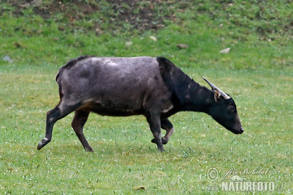 Bubalus depressicornis