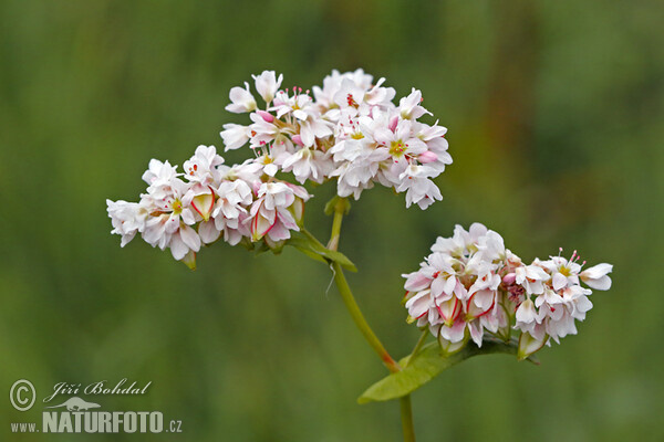 Buckwheat (Fagopyrum esculentum)