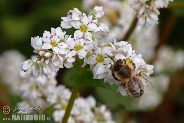 Buckwheat (Fagopyrum esculentum)