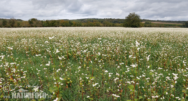 Buckwheat (Fagopyrum esculentum)